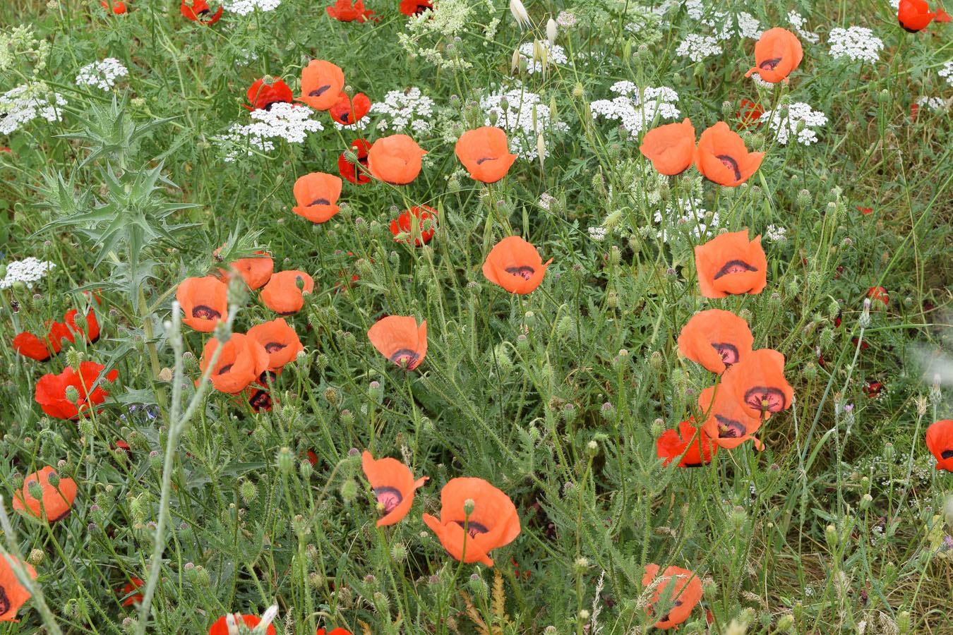 Image of Papaver pavoninum specimen.