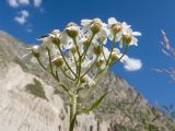 Achillea ptarmicifolia. Верхушка побега с соцветием. Кабардино-Балкария, Черекский р-н, Кабардино-Балкарский высокогорный заповедник, Черек-Безенгийское ущелье, ≈ 2300 м н.у.м., донная морена, наносы у одного из образующих реку Черек-Безенгийский ледниковых ручьёв. 18.08.2021.