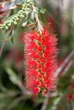 Callistemon citrinus. Соцветие. Израиль, г. Бат-Ям, в культуре. 11.04.2022.