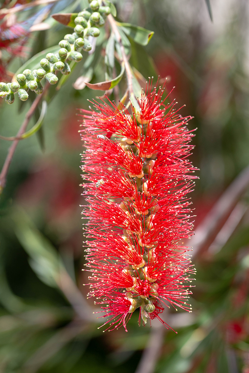 Изображение особи Callistemon citrinus.