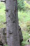 Abies sibirica. Нижняя часть ствола дерева с обрубленными нижними сучьями. Республика Алтай, Улаганский р-н, долина р. Чульча чуть ниже водопада Учар, правый берег реки, около тропы. 7 августа 2020 г.