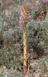 Orobanche cernua