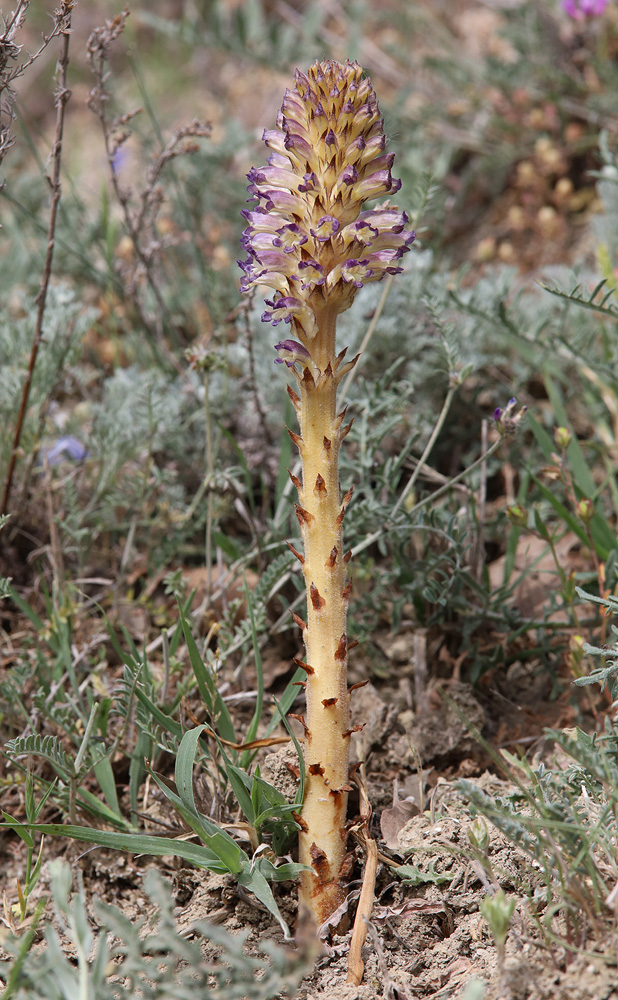 Изображение особи Orobanche cumana.