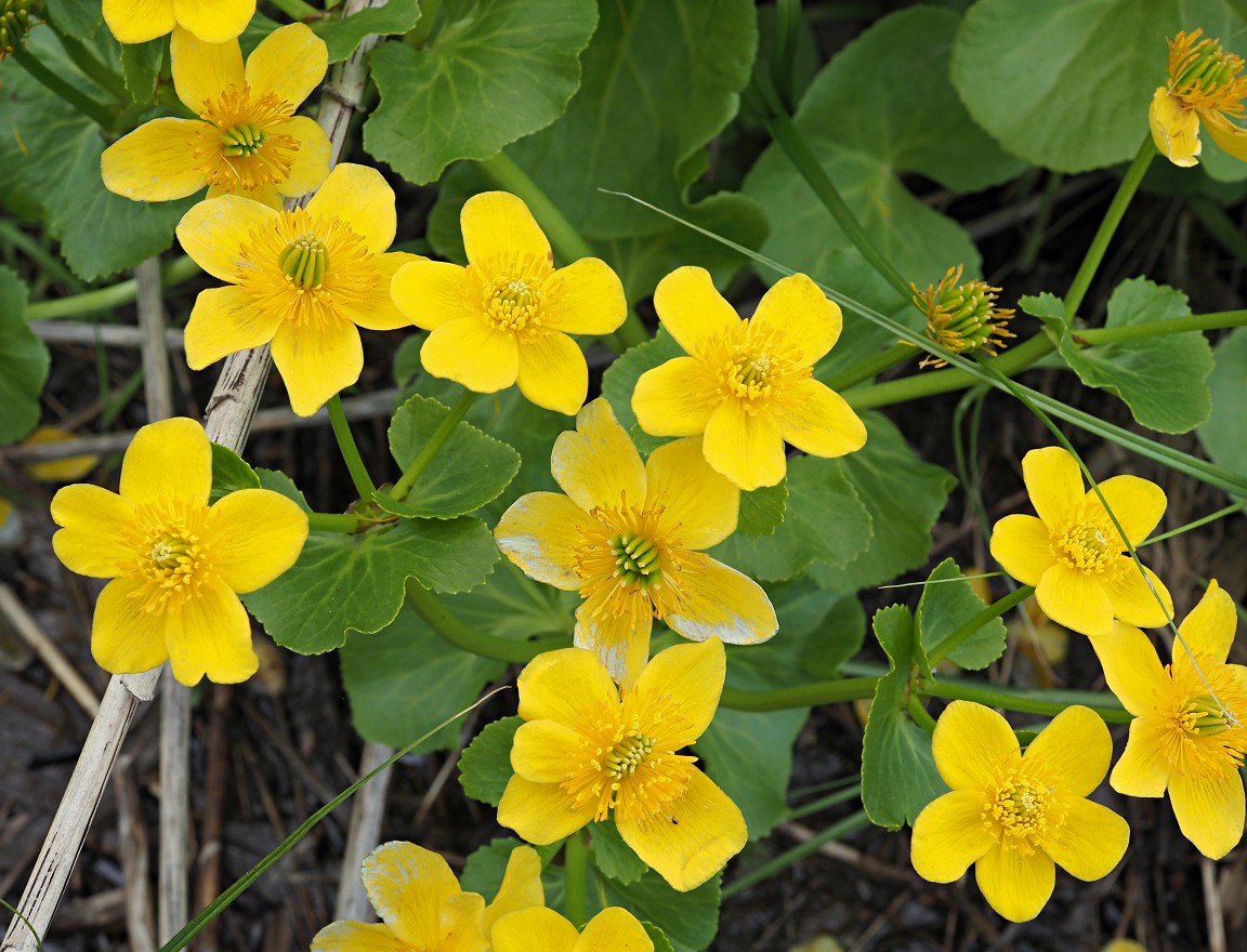 Изображение особи Caltha palustris.