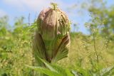 Angelica ursina