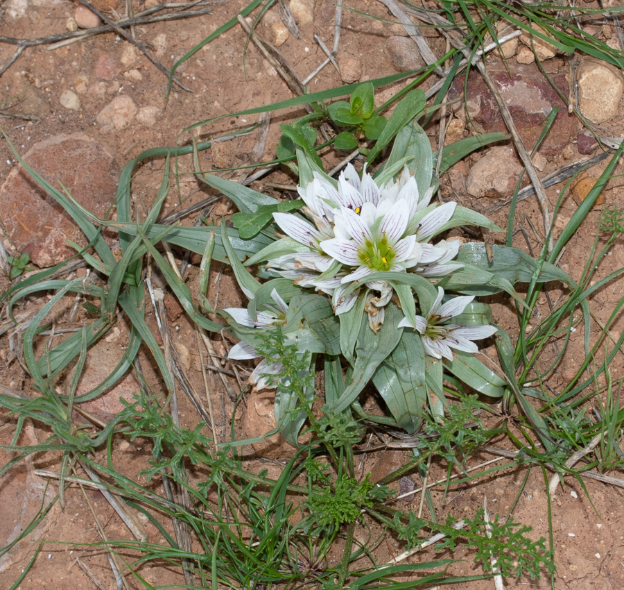 Изображение особи Androcymbium palaestinum.