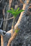 род Pachypodium. Часть веточки с листьями. Мадагаскар, провинция Махадзанга, регион Мелаки, окр. Бекупака, правый берег реки Манамбулу, заповедник \"Цинги де Бамараха\" 09.10.2016.