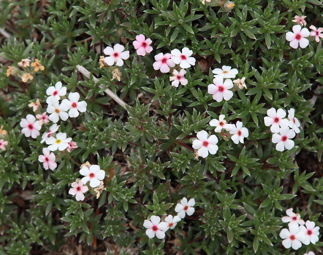 Image of Androsace villosa specimen.