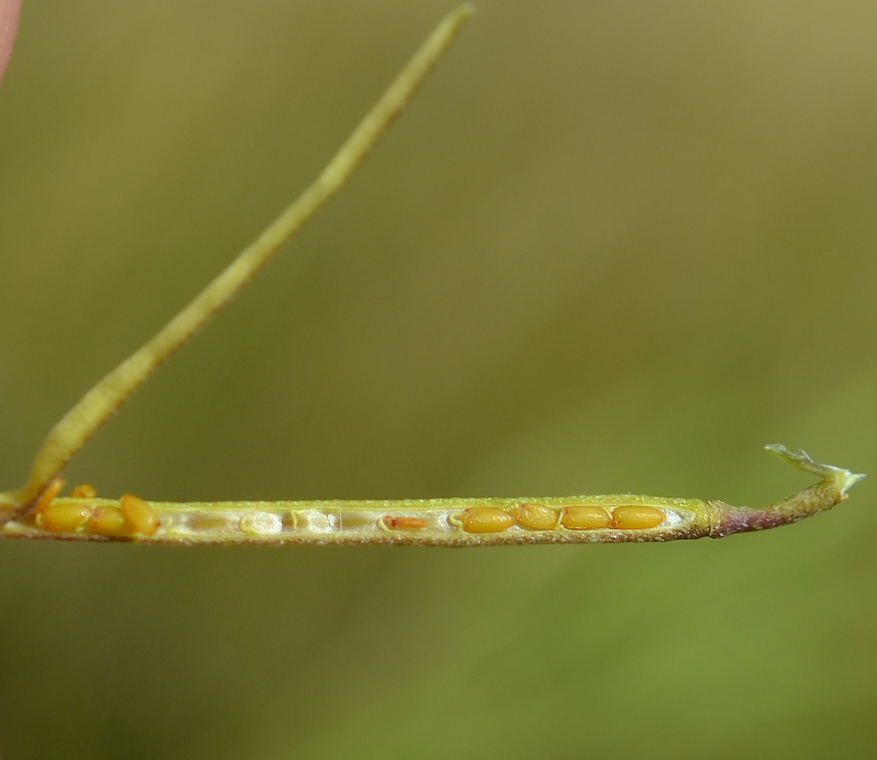 Image of Erysimum hieraciifolium specimen.