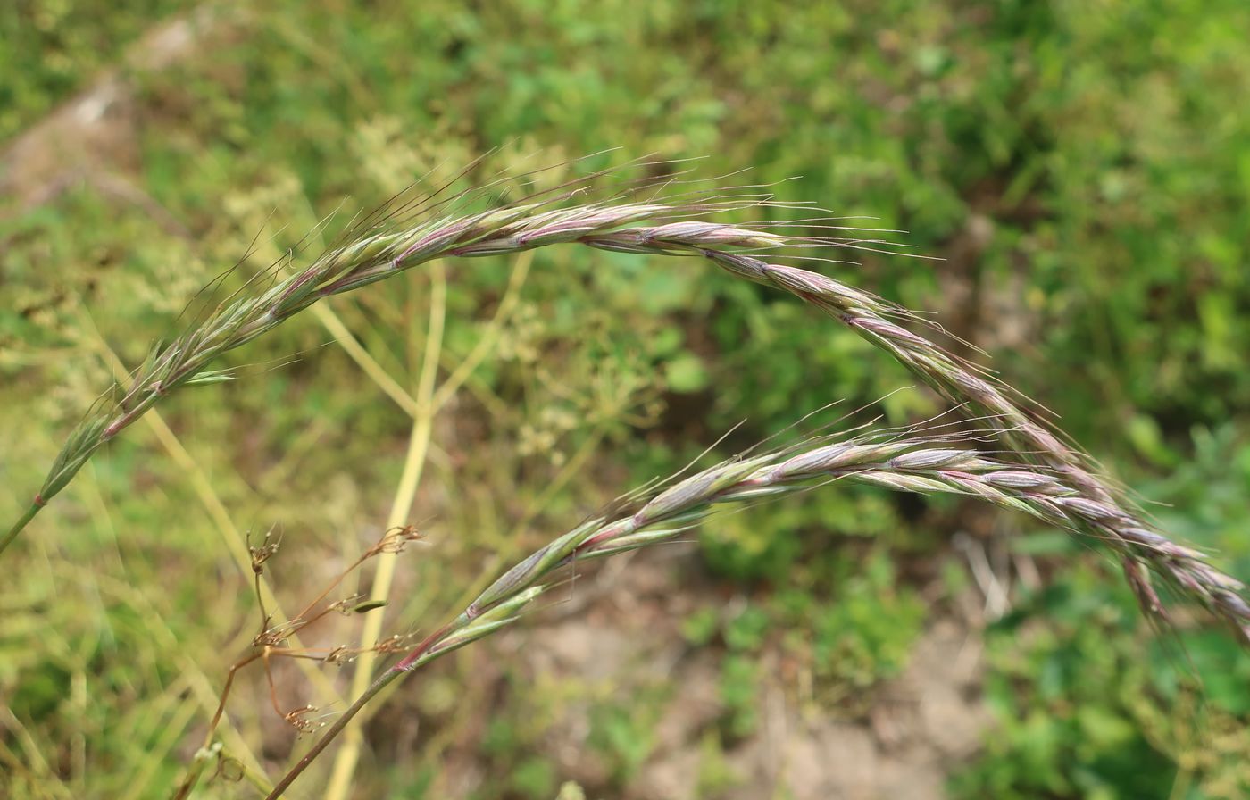 Изображение особи Elymus caninus.