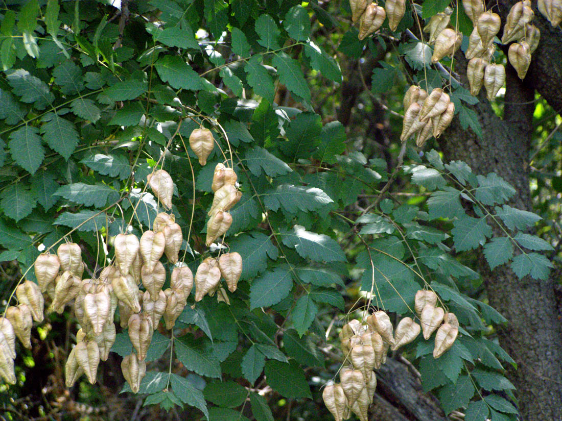 Image of Koelreuteria paniculata specimen.