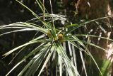 genus Freycinetia