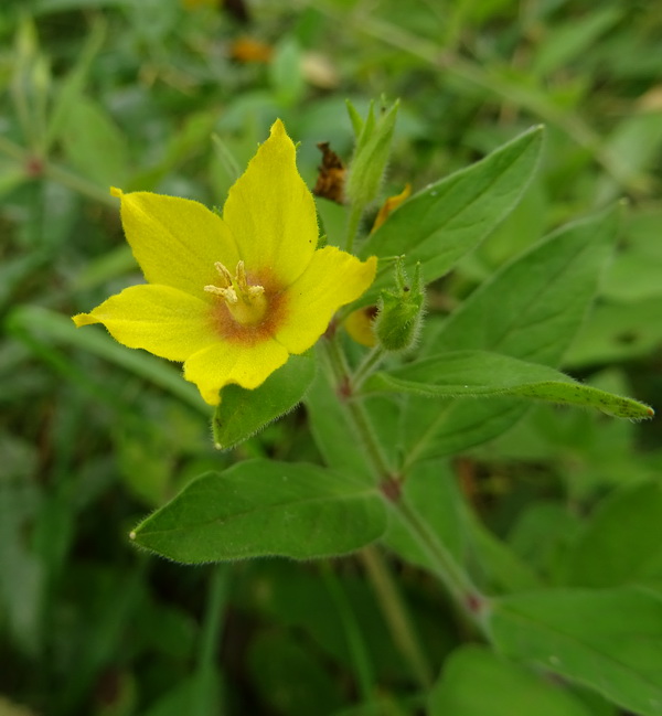 Изображение особи Lysimachia punctata.