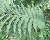 genus Dryopteris