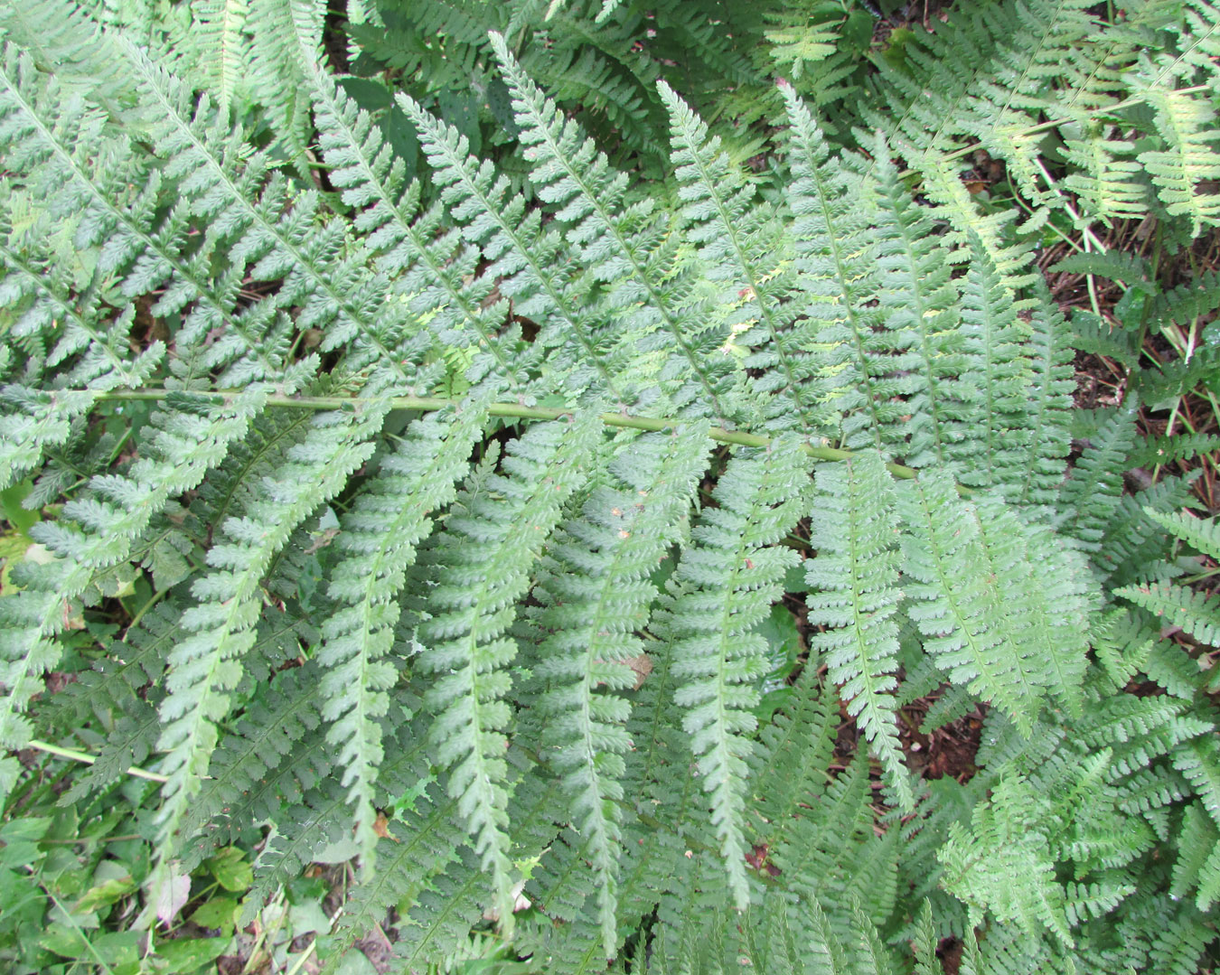 Image of genus Dryopteris specimen.