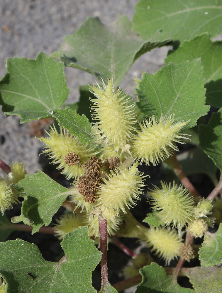 Image of Xanthium orientale specimen.