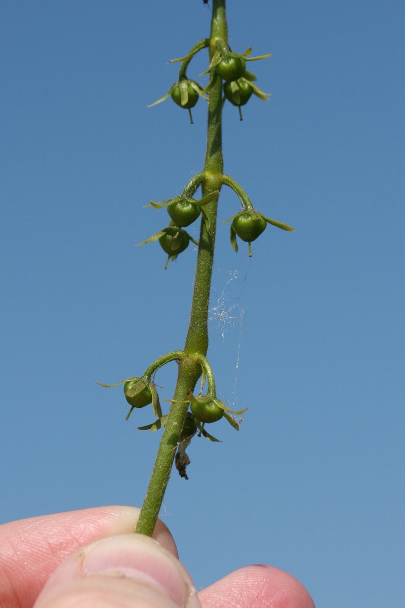 Изображение особи Hottonia palustris.