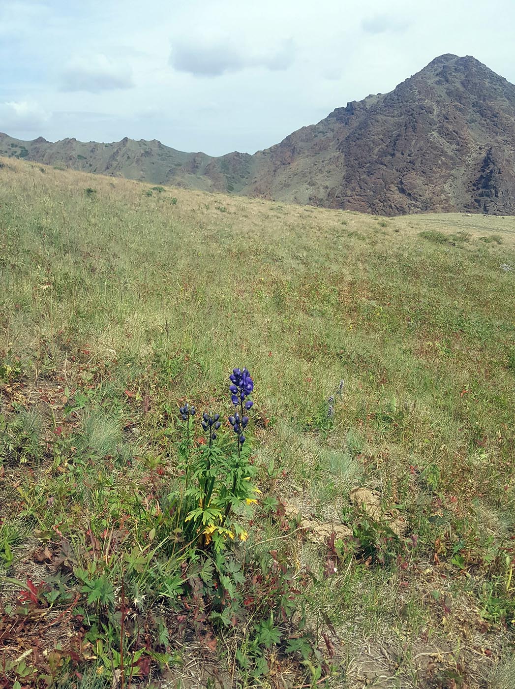 Изображение особи Aconitum gubanovii.