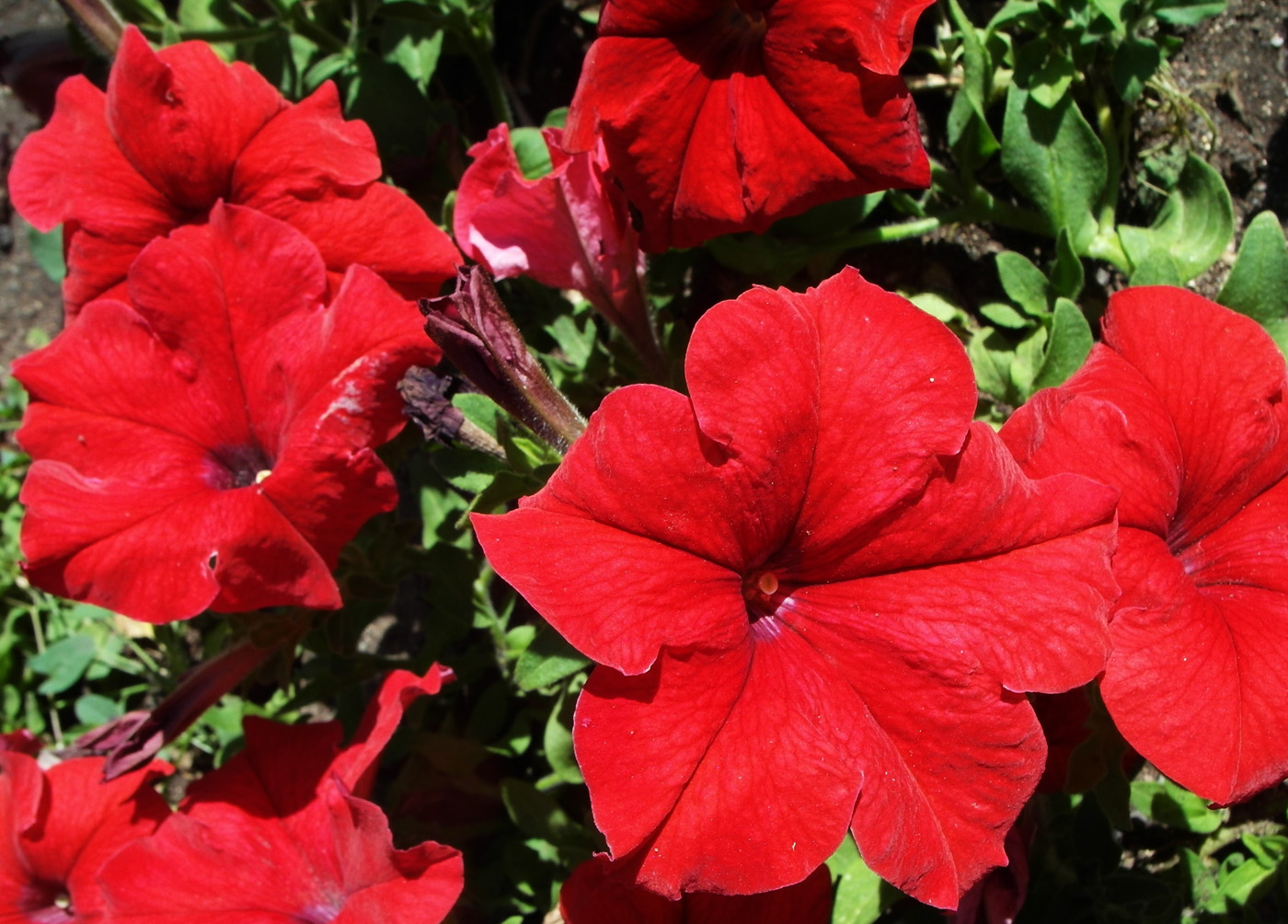Изображение особи Petunia &times; atkinsiana.