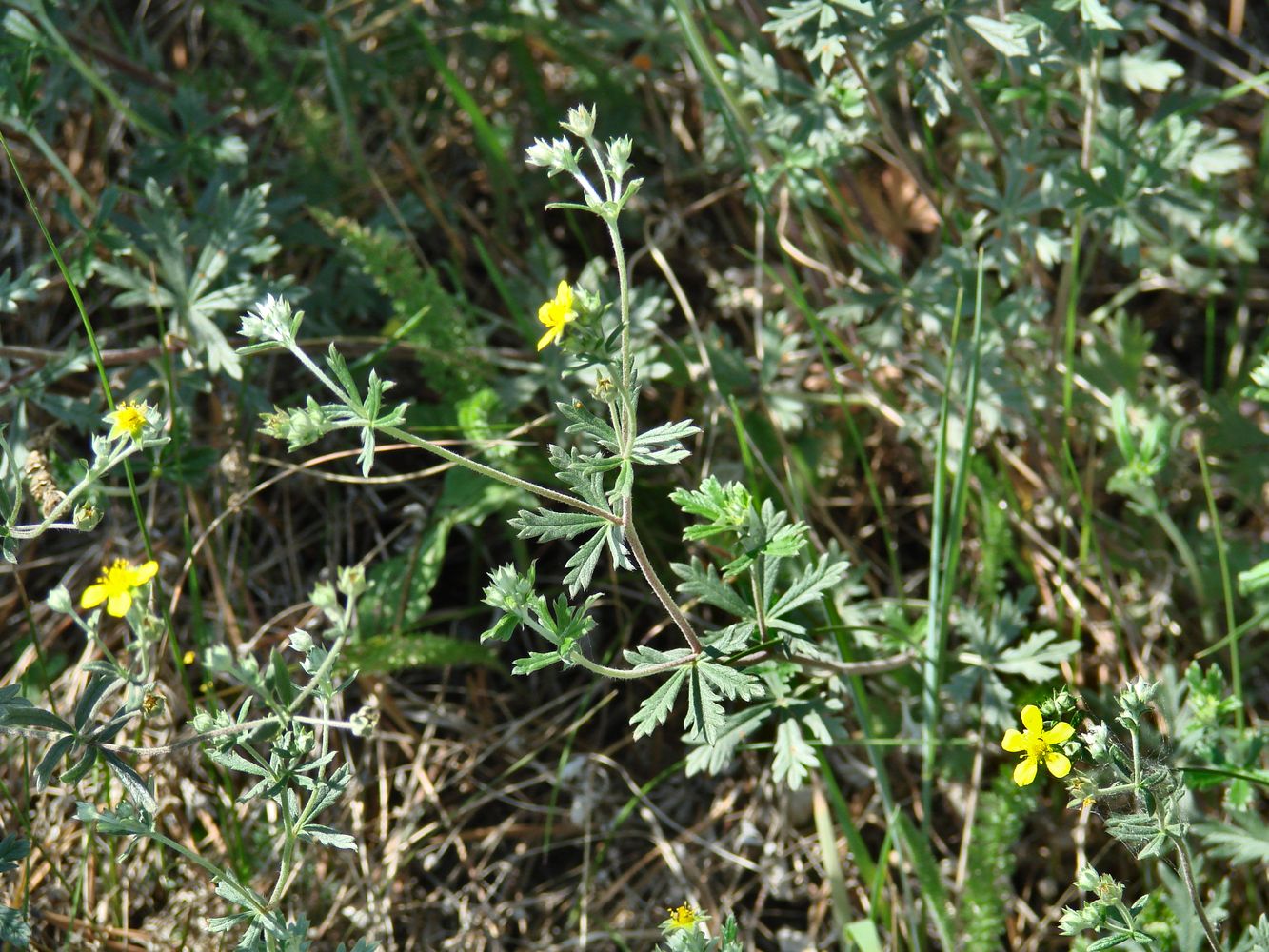 Изображение особи Potentilla argentea.