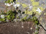Saxifraga sibirica. Цветущие растения с обнажёнными подземными частями; видны клубеньки (были скрыты под камнем). Карачаево-Черкесия, Урупский р-н, Кавказский биосферный заповедник, Имеретинский горный узел, сев-вост. склон пика Ставрополь, верхняя стоянка Имеретинской тропы, ≈ 2400 м н.у.м., альпийский луг, в скальной расщелине. 28.07.2022.