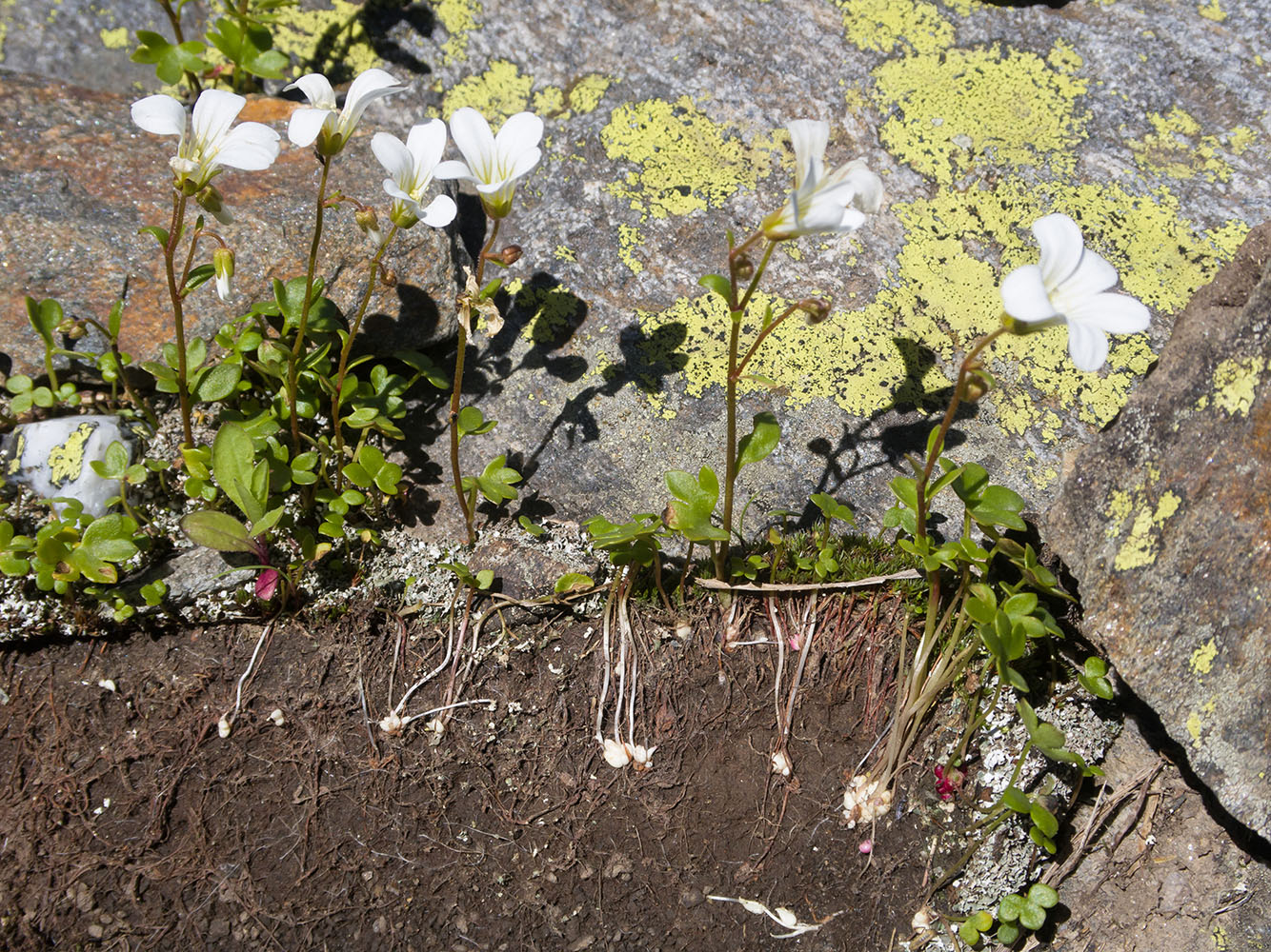 Изображение особи Saxifraga sibirica.