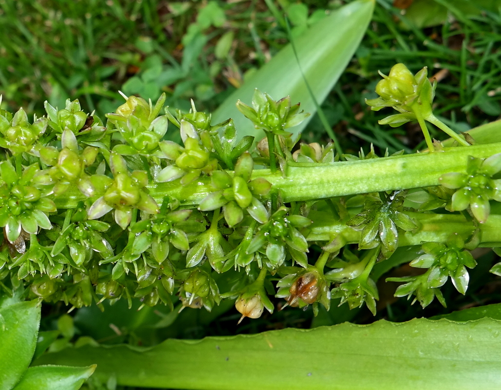 Изображение особи род Eucomis.