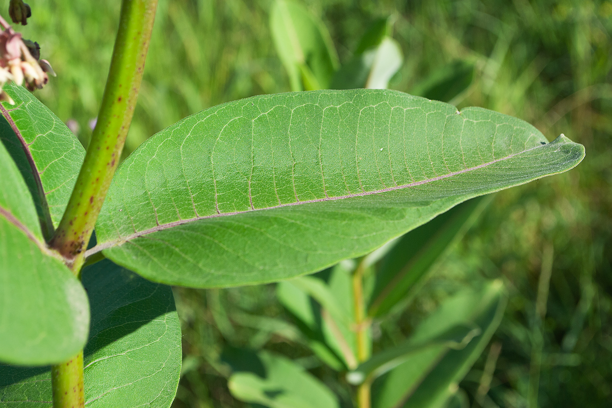 Image of Asclepias syriaca specimen.