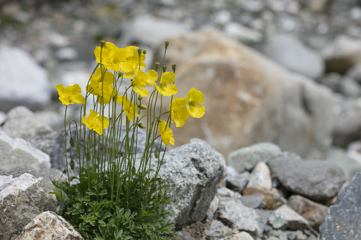 Image of Papaver croceum specimen.