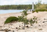 Frangula alnus. Вегетирующее растение на песчаном пляже. Карелия, восточный берег оз. Топозеро. 28.07.2021.