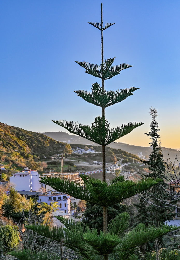 Изображение особи Araucaria heterophylla.