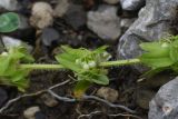 Cruciata laevipes
