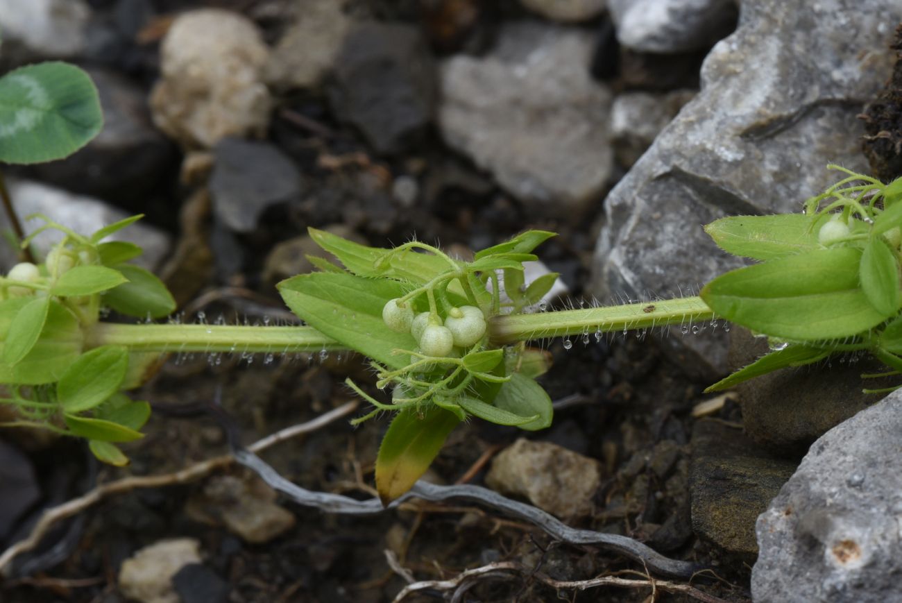 Image of Cruciata laevipes specimen.