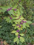 Callicarpa dichotoma