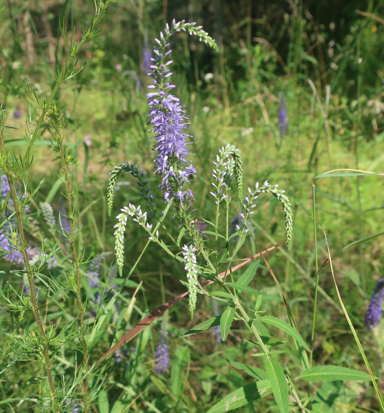 Изображение особи Veronica longifolia.