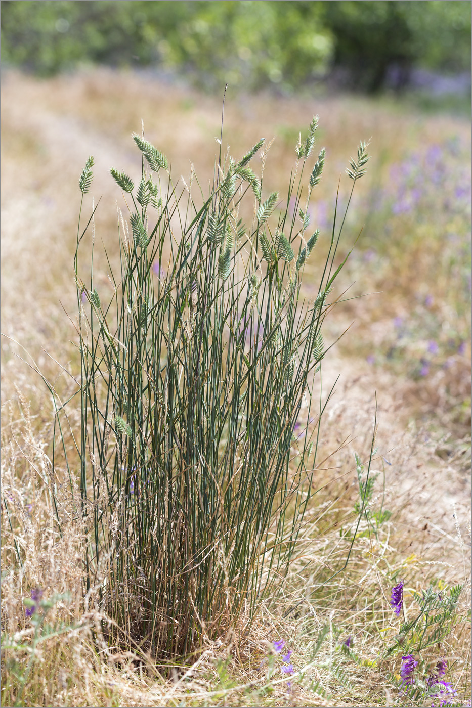 Изображение особи Agropyron pectinatum.