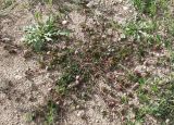 Medicago orbicularis
