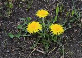 Taraxacum ussuriense