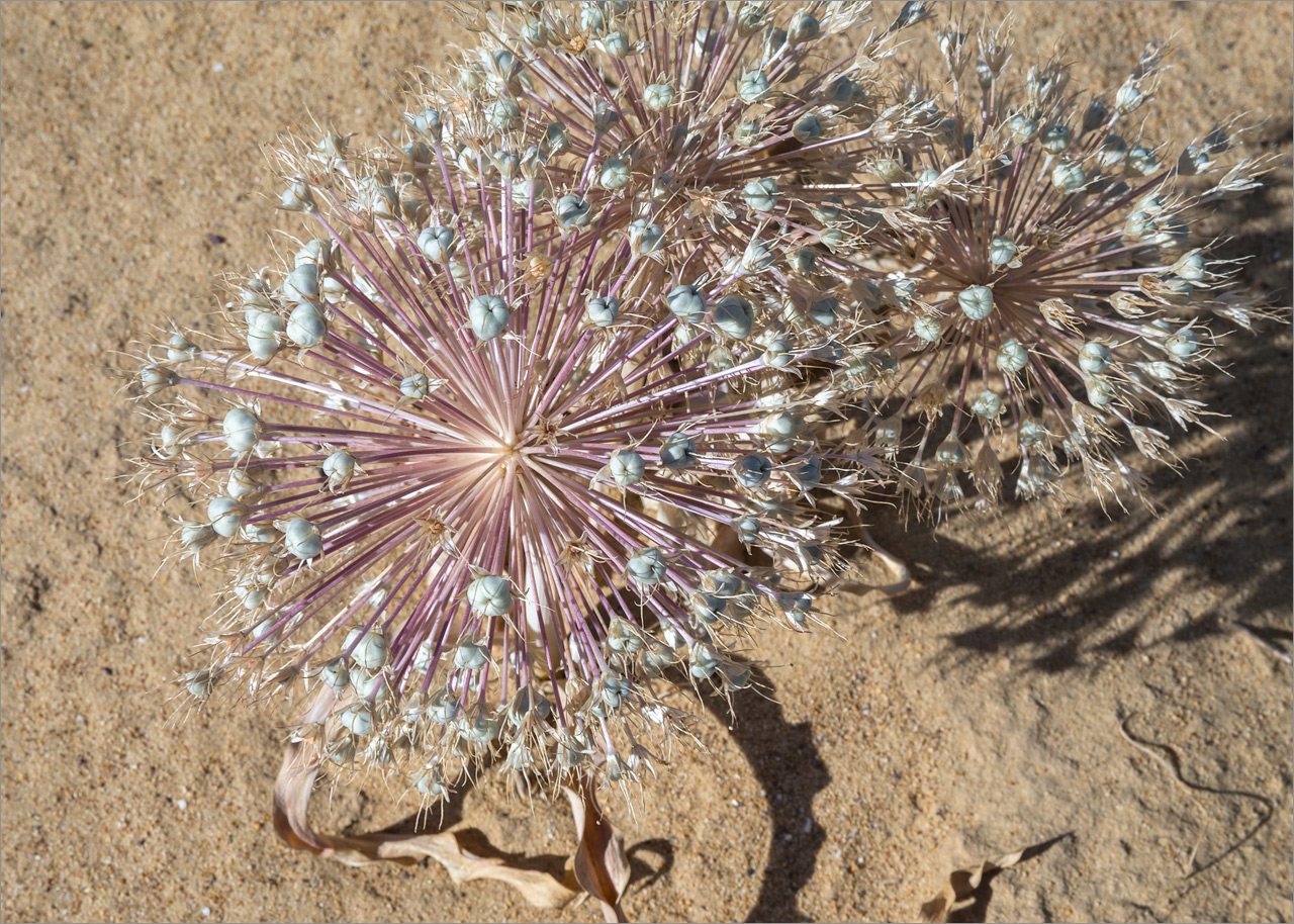 Image of Allium caspium specimen.