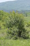 Crataegus stevenii