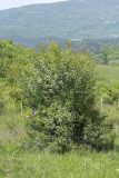 Crataegus stevenii. Цветущее растение. Крым, Бахчисарайский р-н, окр. с. Соколиное, луг на плоскогорье. 15.05.2023.