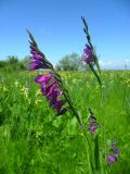 Gladiolus imbricatus. Верхушки цветущих растений. Ростовская обл., дельта р. Дон, окр. г. Азов, Задонье, пойменный луг. 28.05.2023.