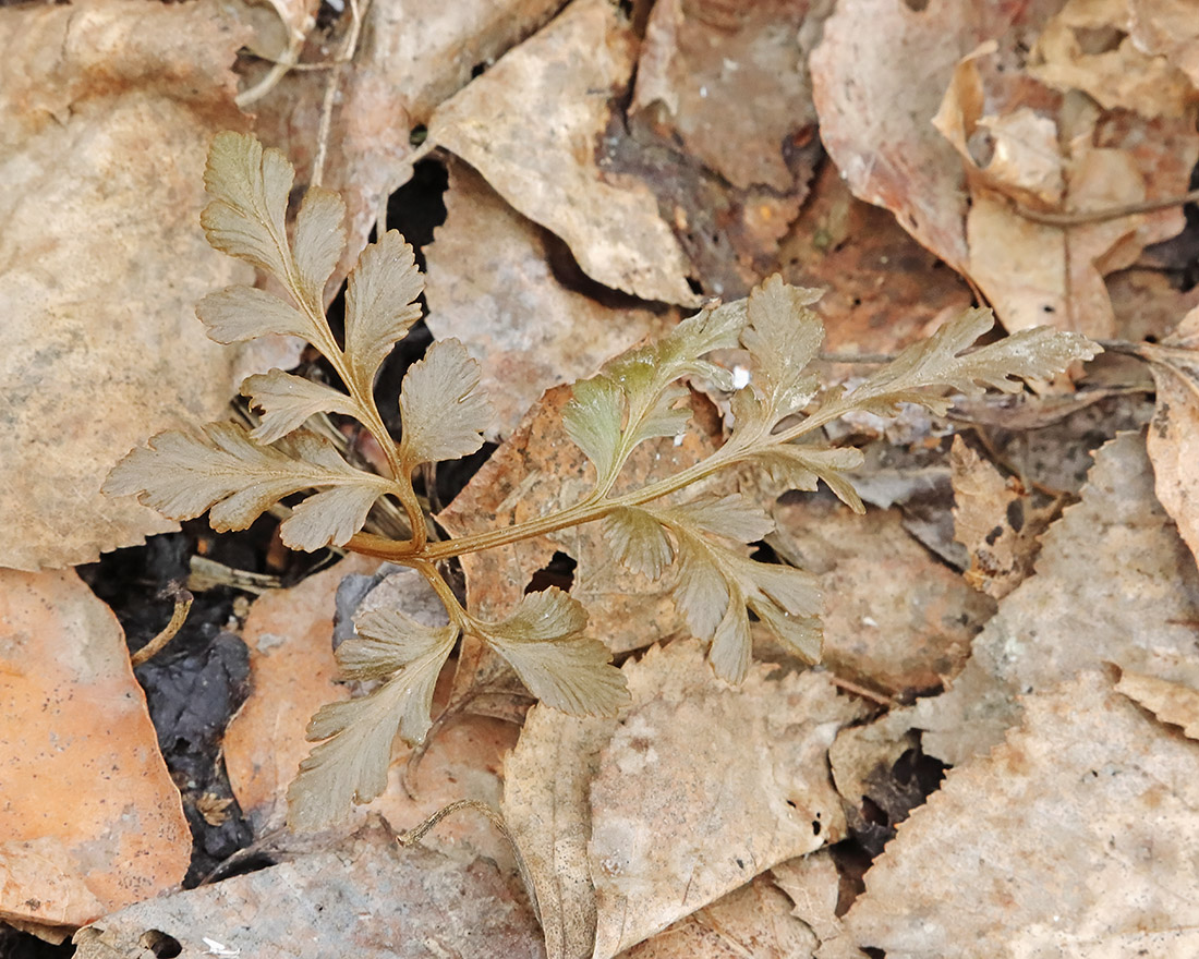 Изображение особи род Botrychium.