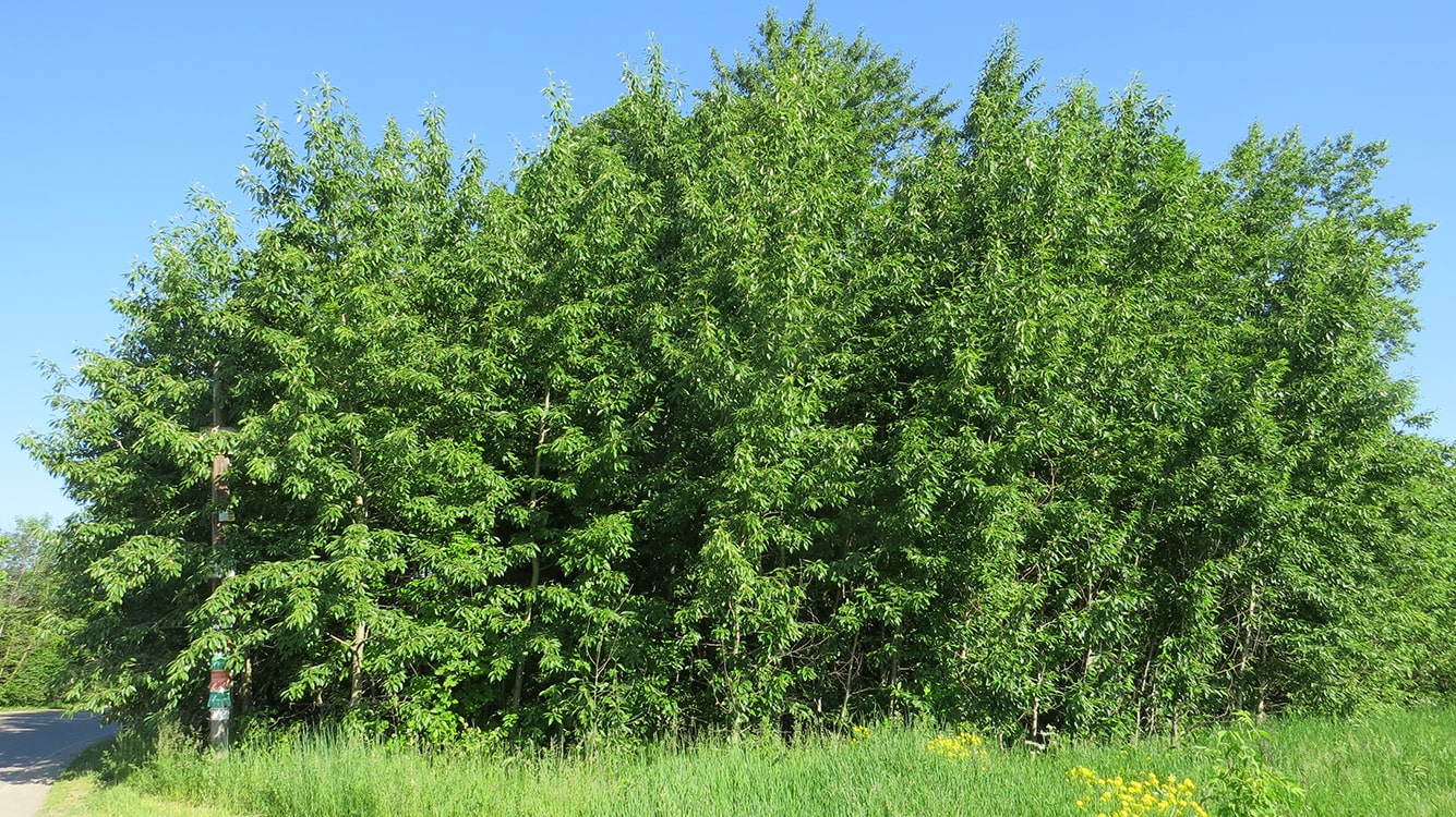 Image of Populus tristis specimen.