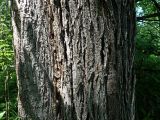 Ulmus japonica