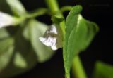 Scutellaria dependens. Венчик цветка и часть листа. Приморский край, Уссурийский гор. округ, окр. с. Монакино, широколиственный лес, колея дороги. 20.07.2023.