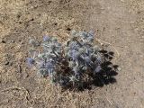 Eryngium caeruleum