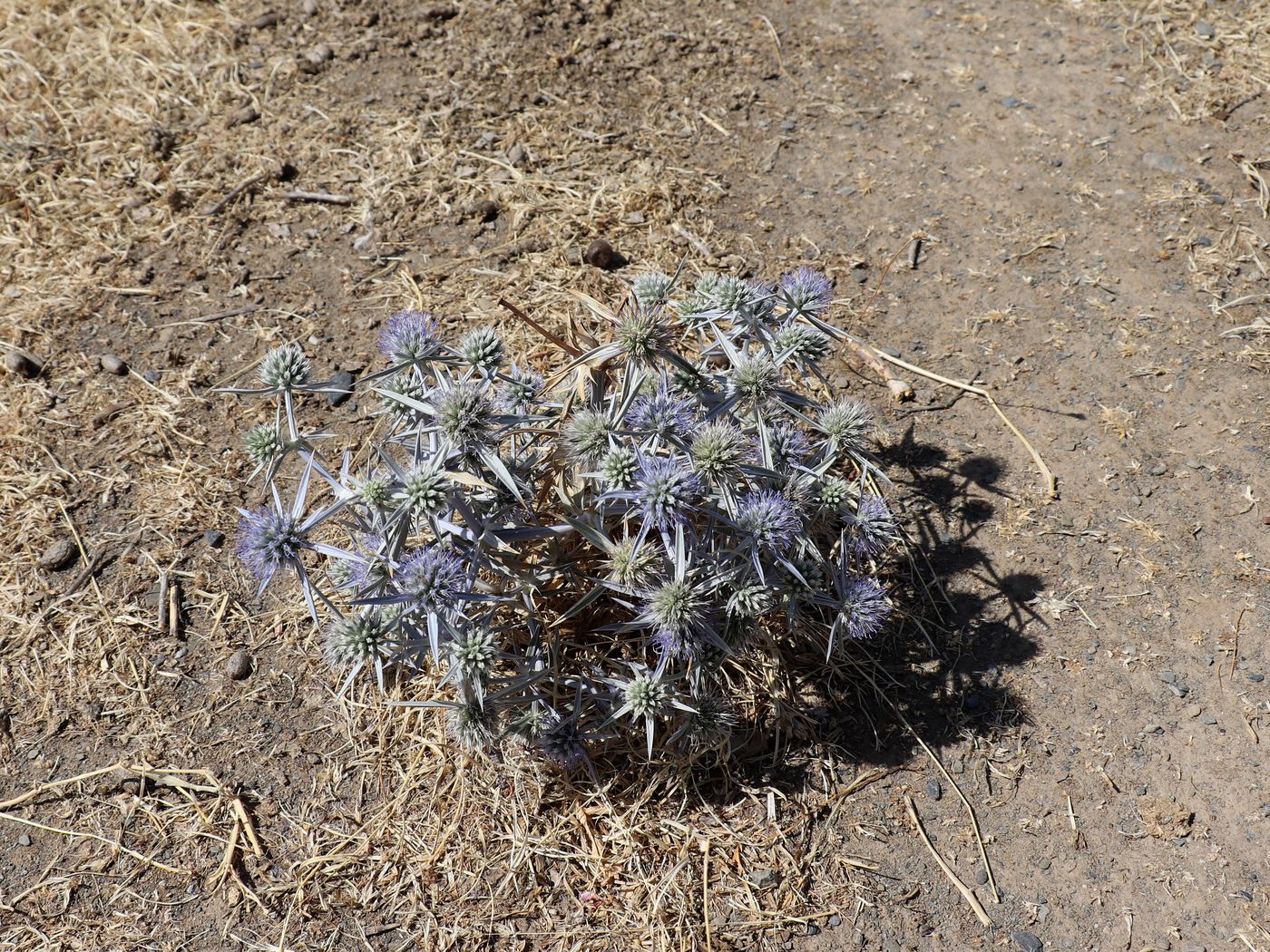 Изображение особи Eryngium caeruleum.