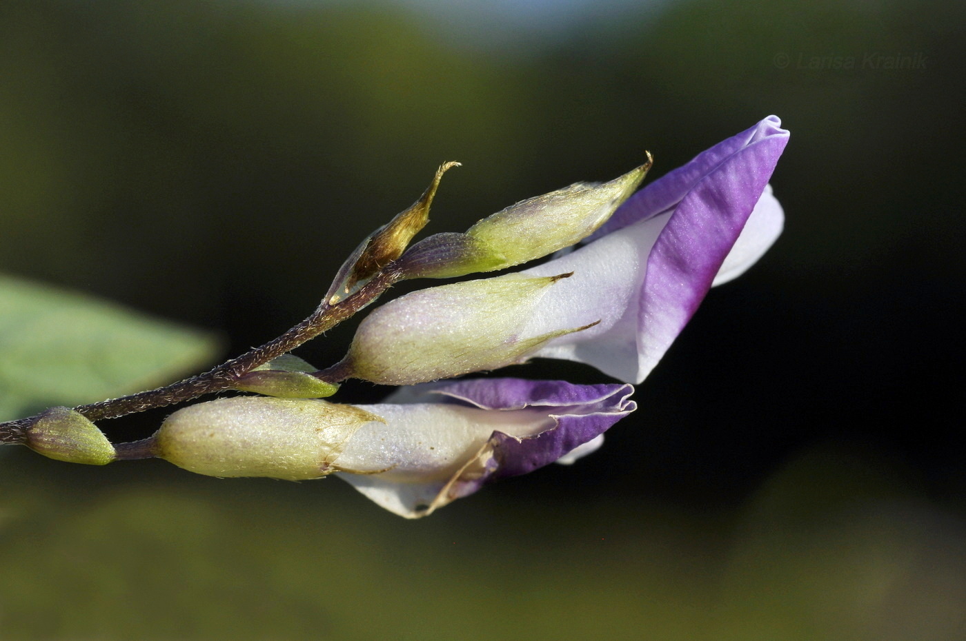 Image of Amphicarpaea japonica specimen.