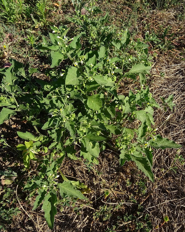 Image of Solanum nigrum specimen.